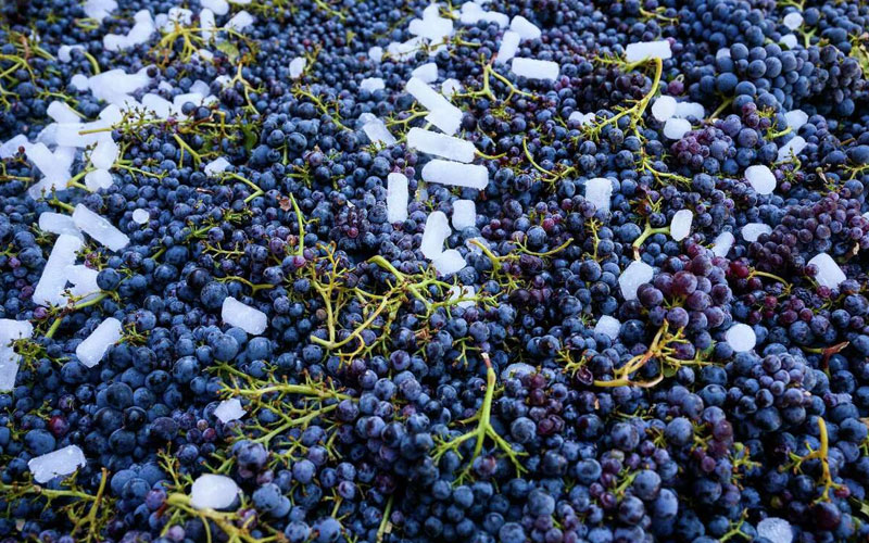 Các vùng trồng nho ở Pháp mà không phải ai cũng biết 6 các giống nho ở Pháp