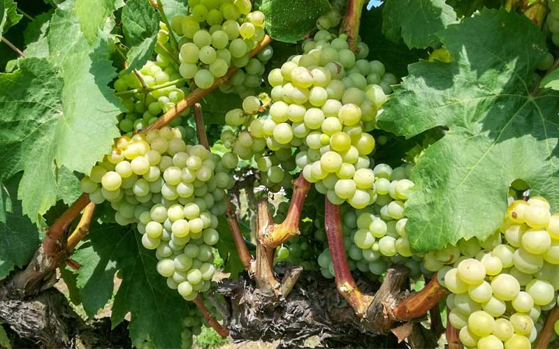 Các vùng trồng nho ở Pháp mà không phải ai cũng biết 4 cây nho xanh