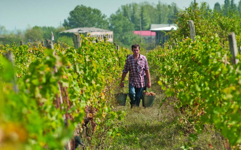 Các vùng trồng nho ở Pháp mà không phải ai cũng biết 7 cac vung trong nho o phap 6 1 - Shop rượu vang nhập khẩu Wine MKL