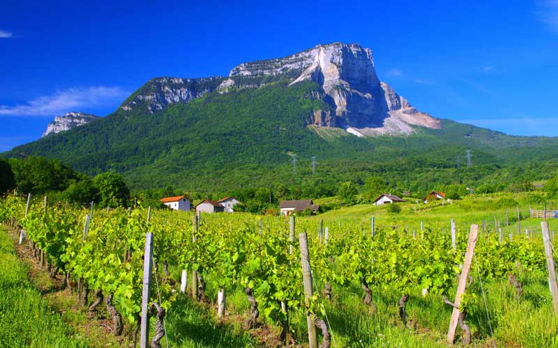 cac vung trong nho o phap 6 - Shop rượu vang nhập khẩu Wine MKL