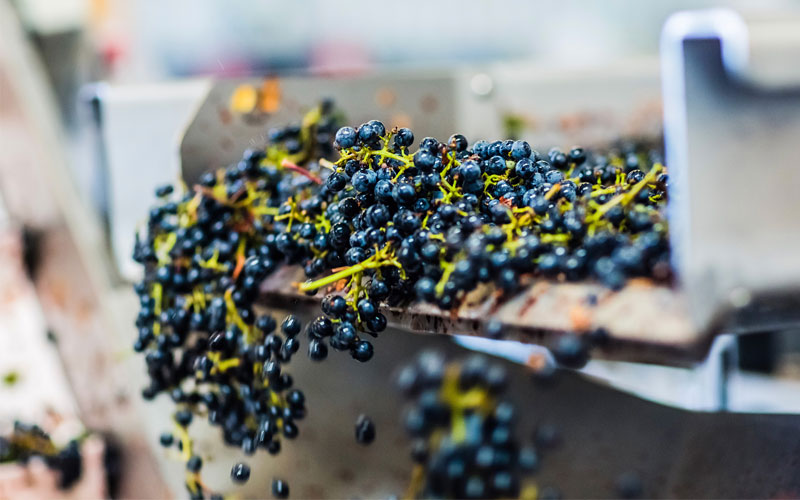 quy trinh lam ruou vang 3 - Shop rượu vang nhập khẩu Wine MKL