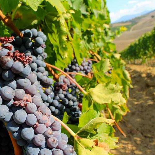vang Romanee Conti Grand Crus 2 - Shop rượu vang nhập khẩu Wine MKL