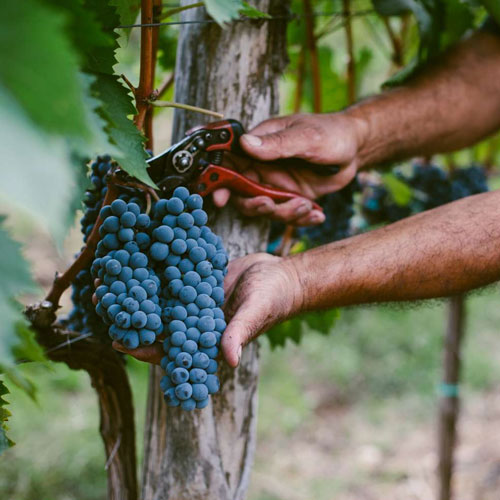 vang Romanee Conti Grand Crus 3 - Shop rượu vang nhập khẩu Wine MKL