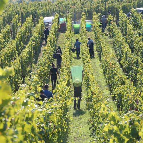 vang Romanee Conti Grand Crus 4 - Shop rượu vang nhập khẩu Wine MKL