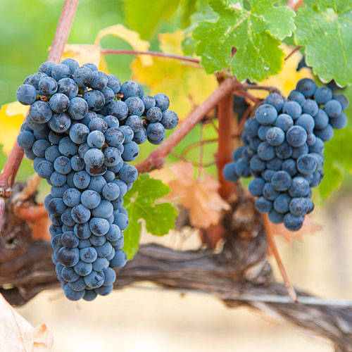 vang Romanee Conti Grand Crus - Shop rượu vang nhập khẩu Wine MKL