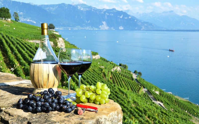 vung trong nho ruou vang phap 3 1 - Shop rượu vang nhập khẩu Wine MKL