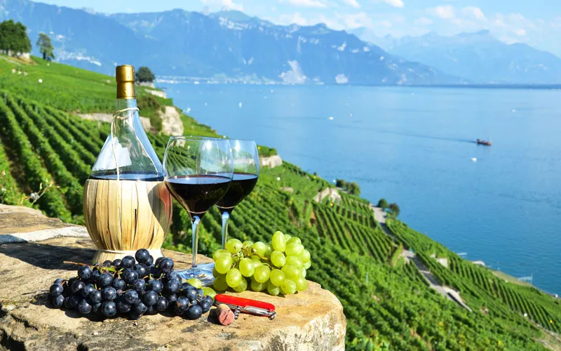 vung trong nho ruou vang phap 3 1 - Shop rượu vang nhập khẩu Wine MKL