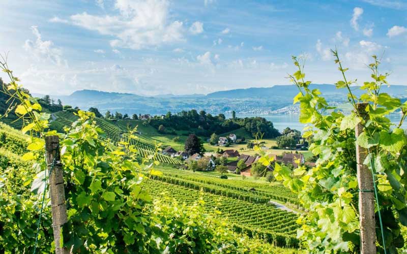 vung trong nho ruou vang phap 4 1 - Shop rượu vang nhập khẩu Wine MKL