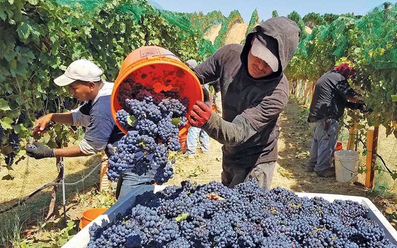 vung trong nho ruou vang phap 5 1 - Shop rượu vang nhập khẩu Wine MKL