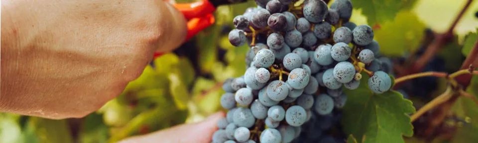 vung trong nho ruou vang phap 6 - Shop rượu vang nhập khẩu Wine MKL