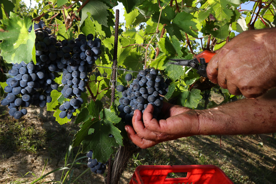 Tìm hiểu quy trình sản xuất rượu vang tiêu chuẩn 1 quy trình sản xuất rượu vang thu hoạch nho