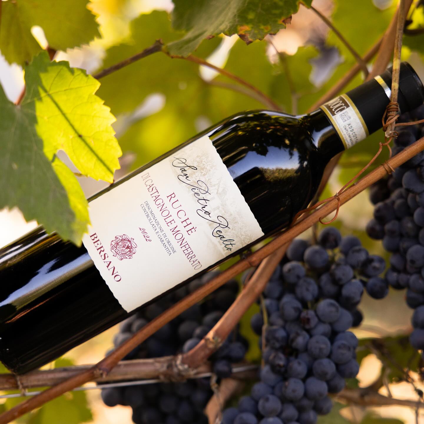 nồng độ cồn của rượu vang đỏ