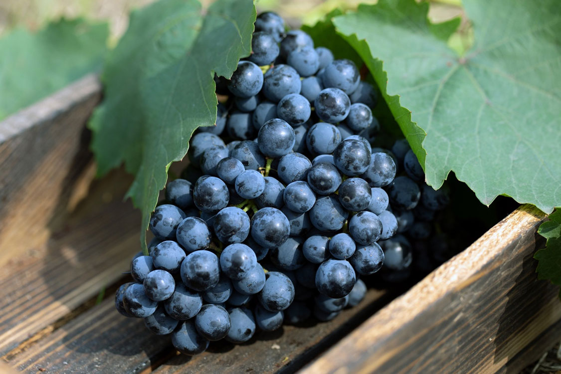 nho pinot noir làm rượu vang burgundy pháp
