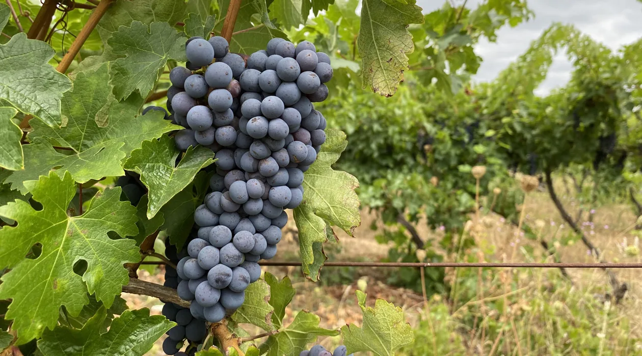 Rượu vang Chile San V Chungará Cabernet Sauvignon Gran Reserva 5 nho o vung thung lung maule