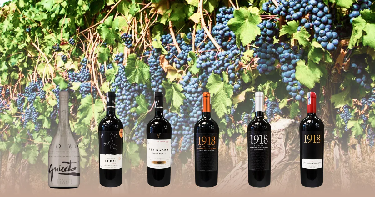 Rượu vang đỏ Chile loại nào ngon: Gợi ý dành cho người yêu thưởng thức vang 2 Rượu vang đỏ Chile loại nào ngon: Gợi ý dành cho người yêu thưởng thức vang